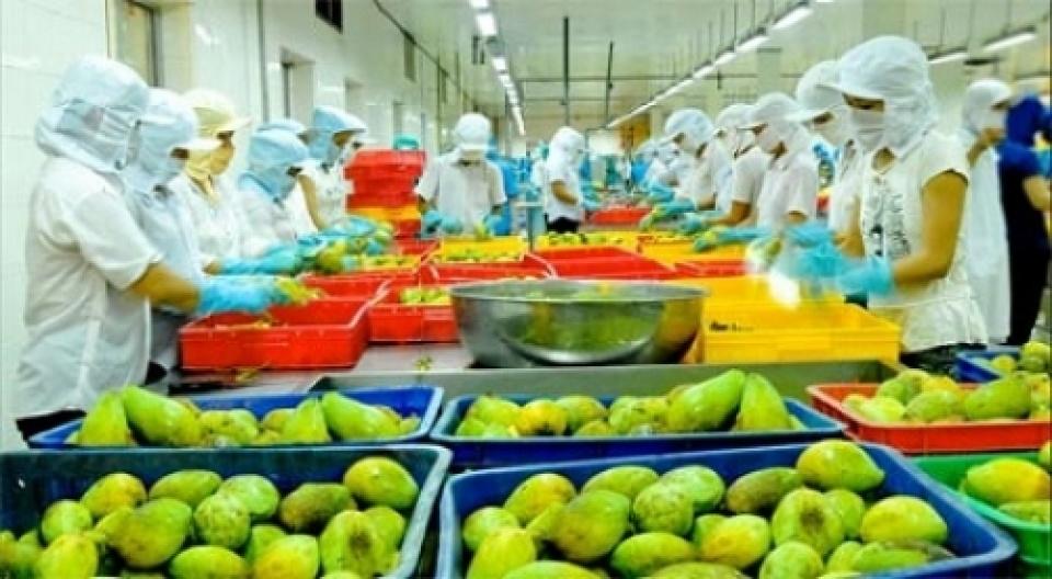 Chế biến xuất khẩu nông sản/trái cây tươi